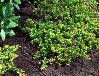 Mulching bushes